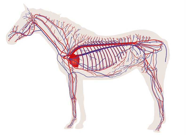 Los problemas de corazón del caballo – Equisens