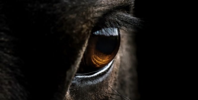 Conoces El Tercer Parpado De Los Ojos Del Caballo