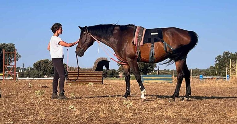 Imagen de un caballo y un humano mirándose y tocándose tras una sesión de trabajo pie a tierra donde el caballo todavía lleva puesto el rendaje