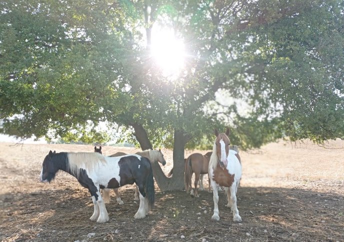 Caballos del Natural Paddock de Hípica La Tossa