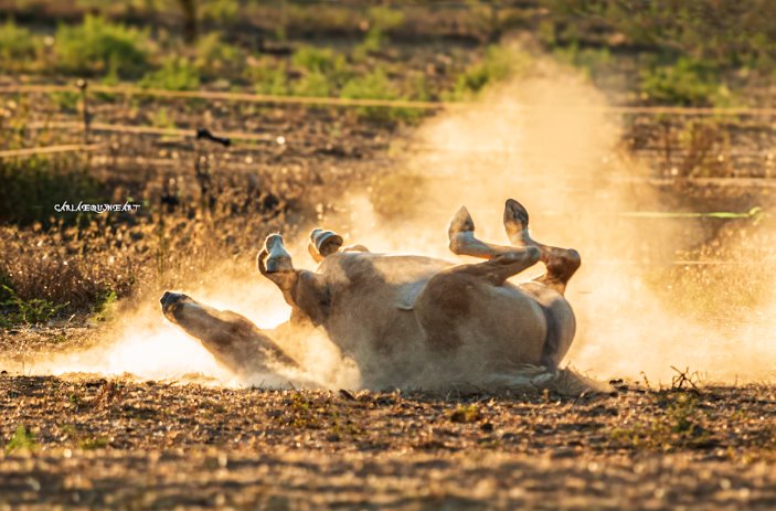  Potrito feliz en su nuevo Natural Paddock. Foto de @carlaequineart
